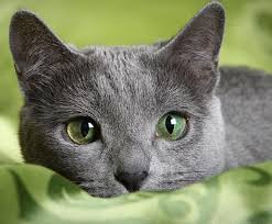 Russian Blue Russian Blue Russian Blue Cat Cats