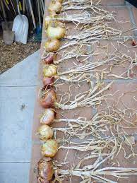 Check spelling or type a new query. 7 Secrets To Harvesting Curing And Storing Onions Garden Betty