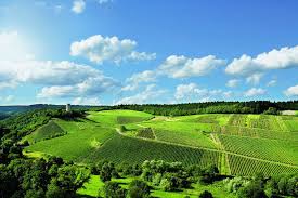 Kiedrich Rheingau Weingut Robert Weil Varta Freizeit Guide Rheingau Rheine Saale Unstrut