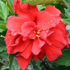 Image result for Hibiscus seineri