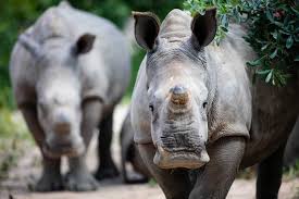 Wild Animal Interactions And Why You Should Say No Animals Wild World Animal Protection Animal Experiences