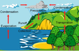 Untitled Document Water Cycle Chart Water Cycle Evaporation