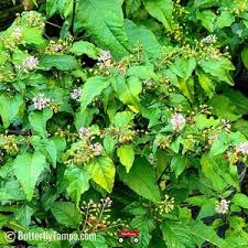 Image result for Rivina humilis