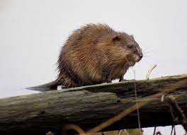 Check spelling or type a new query. Muskrat Trapping Removal Control Columbus
