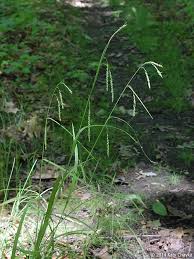 Image result for Oxyrhachis gracillima