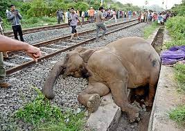 Yet another elephant killed in Coimbatore train accident