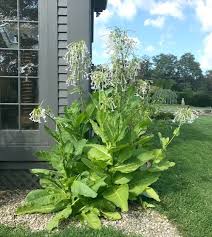Image result for Nicotiana