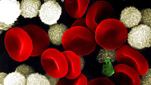 Die thrombozytopenie benennt den mangel an thrombozyten (blutplättchen) im menschlichen blut. Gesundheitslexikon Thrombozyten