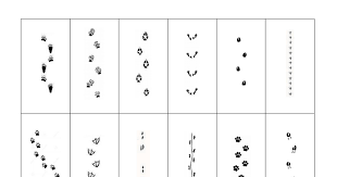 Ausdrucken tierspuren rätsel arbeitsblatt : Memorykarten 1 Pdf Tierspuren Im Schnee Spuren Im Schnee Tierspuren