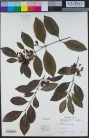 Image result for Allocassine laurifolia