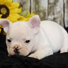 Fan page for frenchie enthusiasts who own, love, want, or admire frenchies. White French Bulldog Puppies For Sale In Uk Usa Australia Canada Dubai