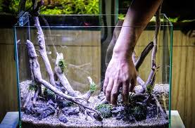 Untuk harga kayu senggani pun bisa terbilang sanagat murah loh. Cara Membuat Aquascape Untuk Pemula Bujet Terbatas Bisa Tanpa Co2