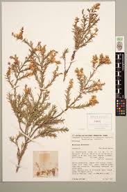 Image result for Melaleuca bracteata