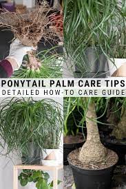 How To Care For A Ponytail Palm Everything You Need To Know Palm House Plants Palm Tree Care Plants
