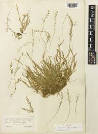 Image result for Coelachne africana