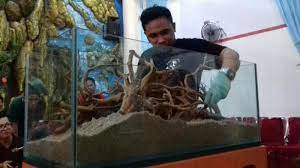 Terdapat 3 spesies vallisneria yang dapat dijumpai di pasaran. Komunitas Maco Demo Seni Menanam Tanaman Hias Dalam Akuarium Tribun Timur