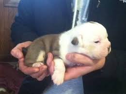 When do we plan to have puppies, when are we expecting puppies. English Bulldogs Pets And Animals For Sale Wisconsin