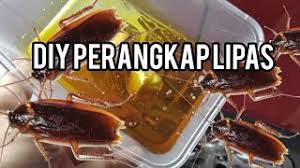 Roach trapper ialah perangkap lipas di rumah, kedai dan kereta. Diy Perangkap Lipas Dalam Kereta Cockroach Trap For Car Youtube