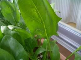 10 01 09 ほうれん草の葉に白い粒々がっ もしかして虫の卵 パパとｒのバルコニー畑