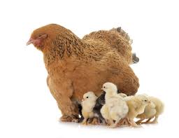 The roosters can be up to 30 inches or 76cm tall, although this is rare. Brahma Chicken All You Need To Know Colors Eggs And More Chickens And More