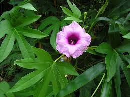 Image result for Ipomoea mauritiana