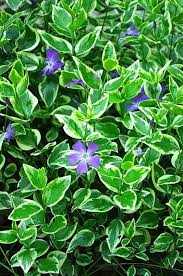 I fiori bianchi simboleggiano da sempre la purezza: Piante Sempreverdi Da Vaso E Giardino Consigli E Suggerimenti Piante Da Giardino Giardini Perenni Piante