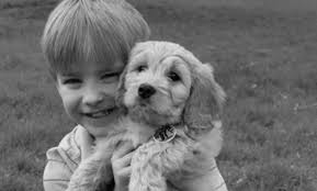 The newest litter of goldendoodle puppies was in early december. Home