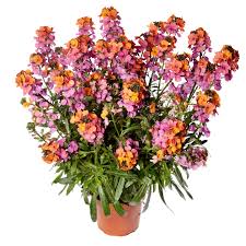 Image result for Eriosema erici-rosenii