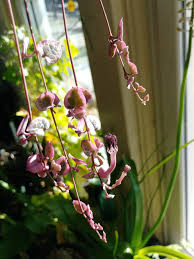 Image result for Ceropegia haygarthii