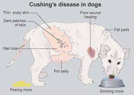 Cushing Disease In Dogs Symptoms Treatment And How To Save On Costs Pawlicy Advisor