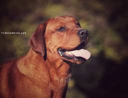 Fox red pointing lab puppies. Fox Red The Labrador Forum