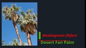 It is cold hardy to about 10 f and can tolerate frost. Washingtonia Filifera Desert Fan Palm Growing Guide Youtube