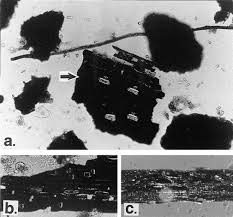 Image result for Hemarthria natans