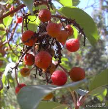 Image result for Andrachne