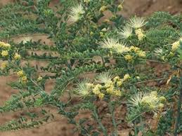 Image result for Maerua bussei