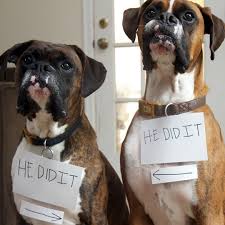 Homemade pet odor removers and carpet cleaner agents are mostly made using natural sources that can when mixed, they can be used to easily get rid of pet stains and odor from the carpet. 3 Natural Homemade Cleaners To Remove Pet Stains Odors Everyday Roots