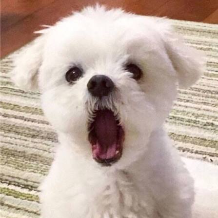 귀여운 강아지짤 모음 🐶 : 네이버 블로그