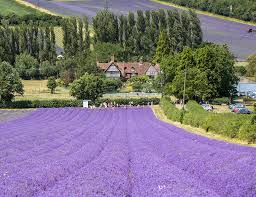 Try these plant to add fragrance to your garden. National Fragrance Week Fragrant Lavender The English Garden