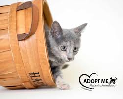 Submitted 3 days ago by scofieldreturns. Kittens For Adoption Arlington Cat Photographer Desilva Studios Dc Metro Area Pet Family Photographer