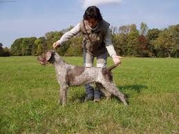 Image result for slovenský ohař hrubosrstý