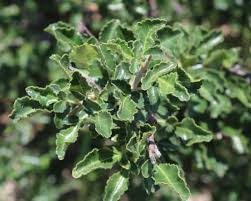 Image result for Commiphora tenuipetiolata