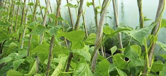 String, garden wire, or zip ties; How To Grow Climbing Peas Beans