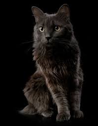 Black And White Long Haired Cat Breeds In Honor Of Colonel Meow 6 Long Haired Cat Breeds I Love Catster Nebelung Cat Cat Breeds Abyssinian Cats