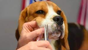 A birdie is a large vantrite that takes. Why Do Dogs Have Whiskers Can You Cut Them Do They Grow Back Complete Guide