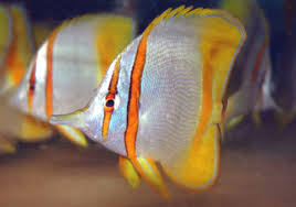 Image result for Mohria marginalis