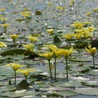 Image result for Nymphoides brevipedicellata