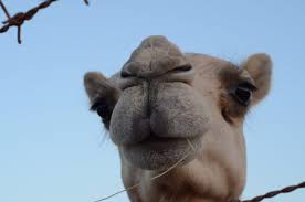 See reviews, articles & photos before an exclusive habitat completely dedicated to the ship of the desert, camel museum is a recognized as one of the most visited museums in dubai. A Brief History Of Uae S Stuffed Camel Dish