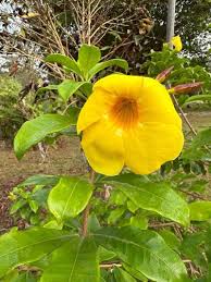 Image result for Allamanda