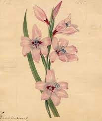 Gladioli Blandi Var G Botanical Drawings Flower Art Painting Posters Art Prints