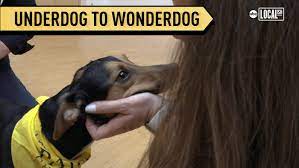If you decide otherwise, please do your research before. Pet Adoption Abc7 Chicago